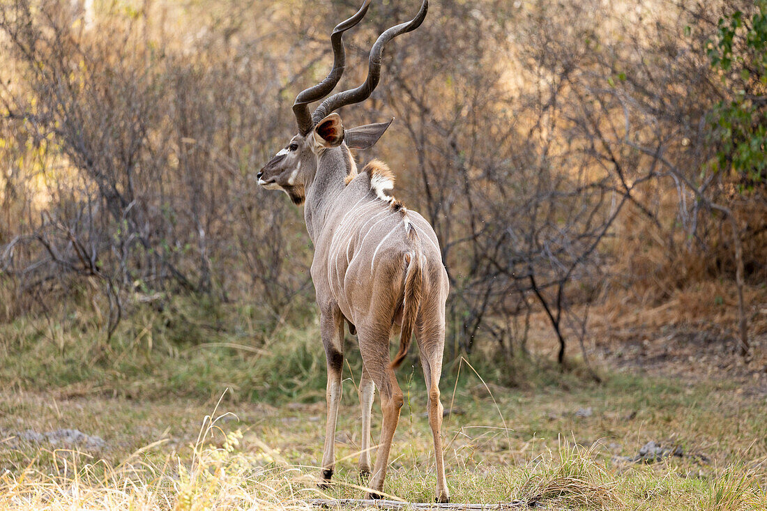 Ein großer Kudu, Tragelaphus strepsiceros, mit verdrehten Hörnern