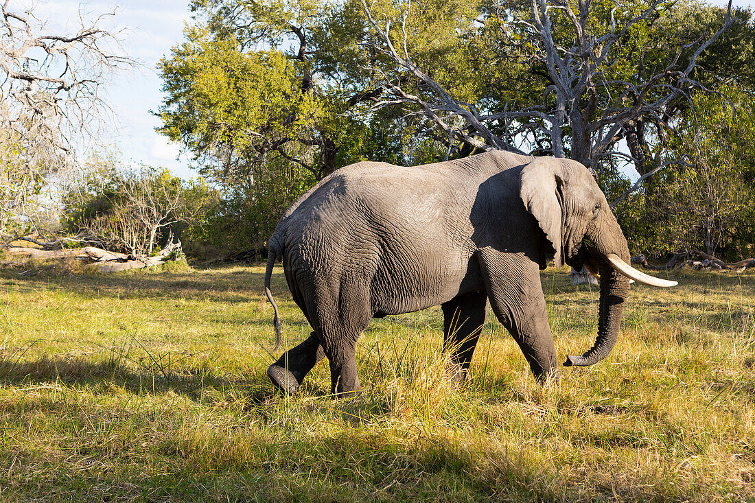 An elephant with tusks walking across grassland, Okavango Delta, Botswana, Africa