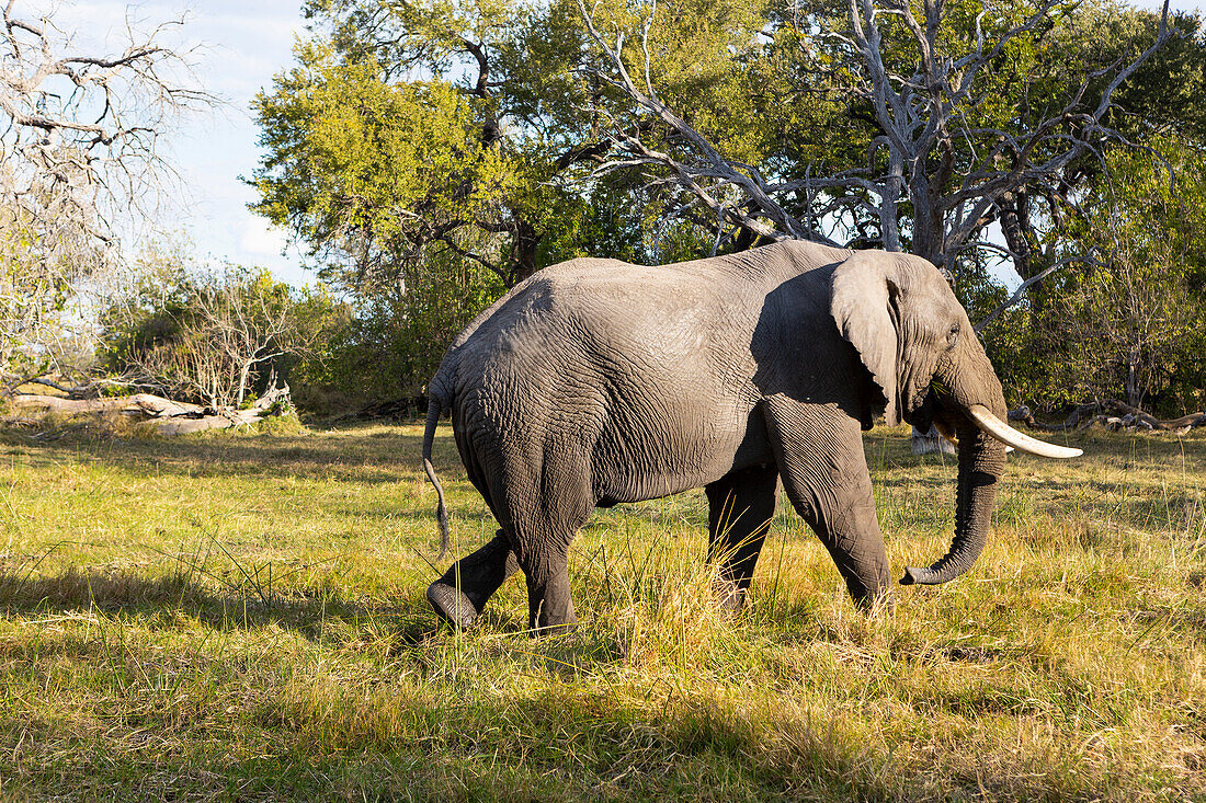 Ein Elefant mit Stoßzähnen, der über Grasland läuft, Okavango-Delta, Botswana, Afrika