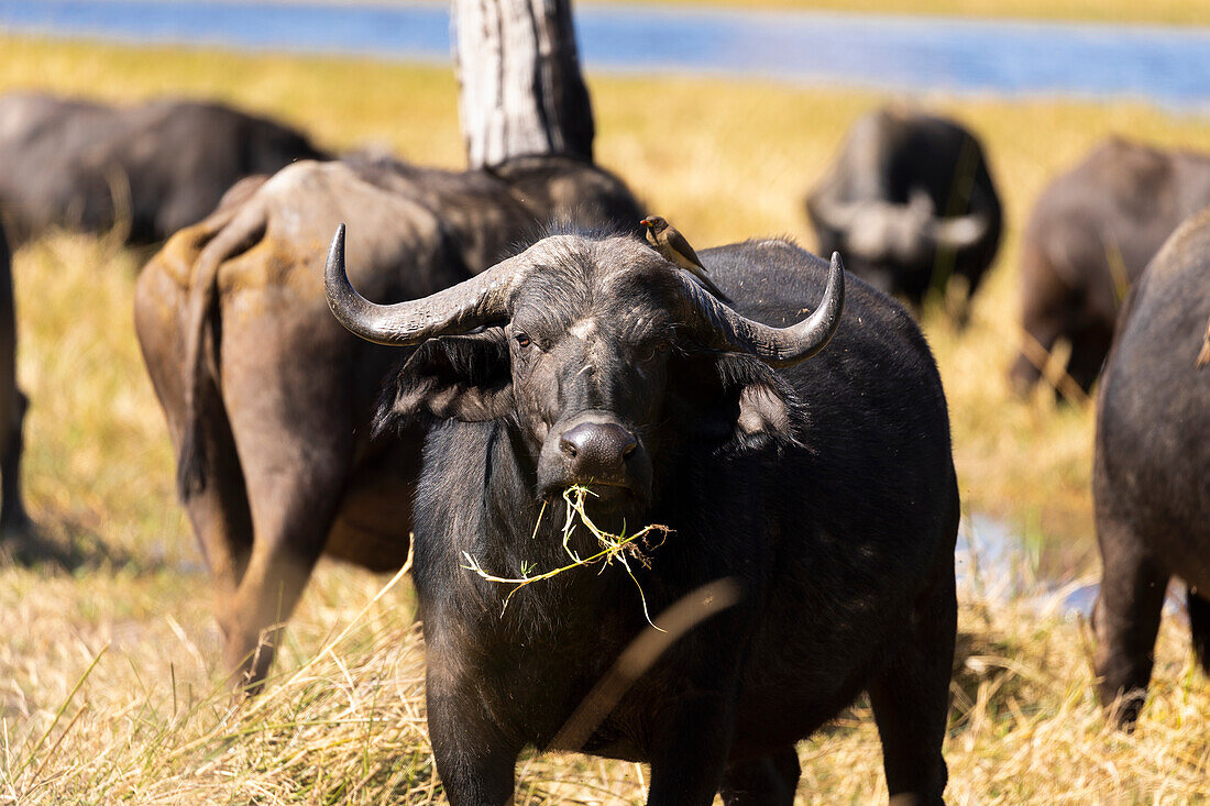 A herd of water buffalo, Bubalus bubalis in long grass on marshland, Okavango Delta, Botswana, Africa