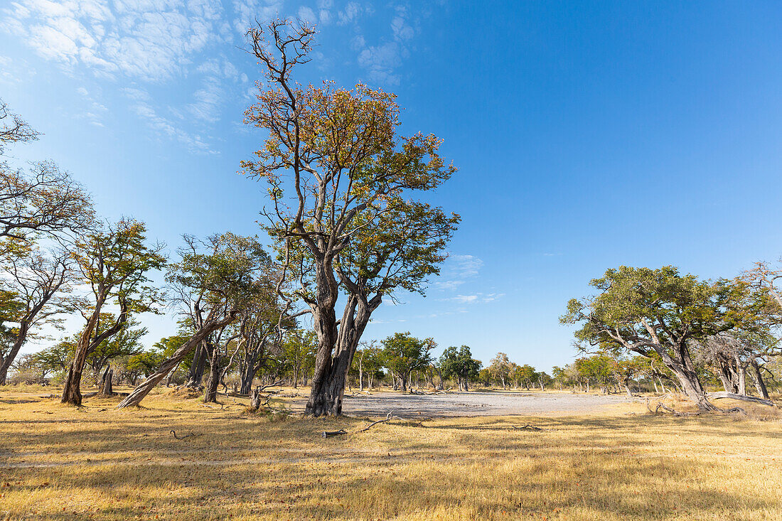 Grasland und eine Lichtung in Bäumen, ein trockener, staubiger Fleck, Okavango-Delta, Botswana, Afrika