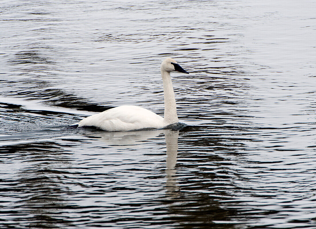 Trumpeter swan, Cygnus buccinator, on the water paddling