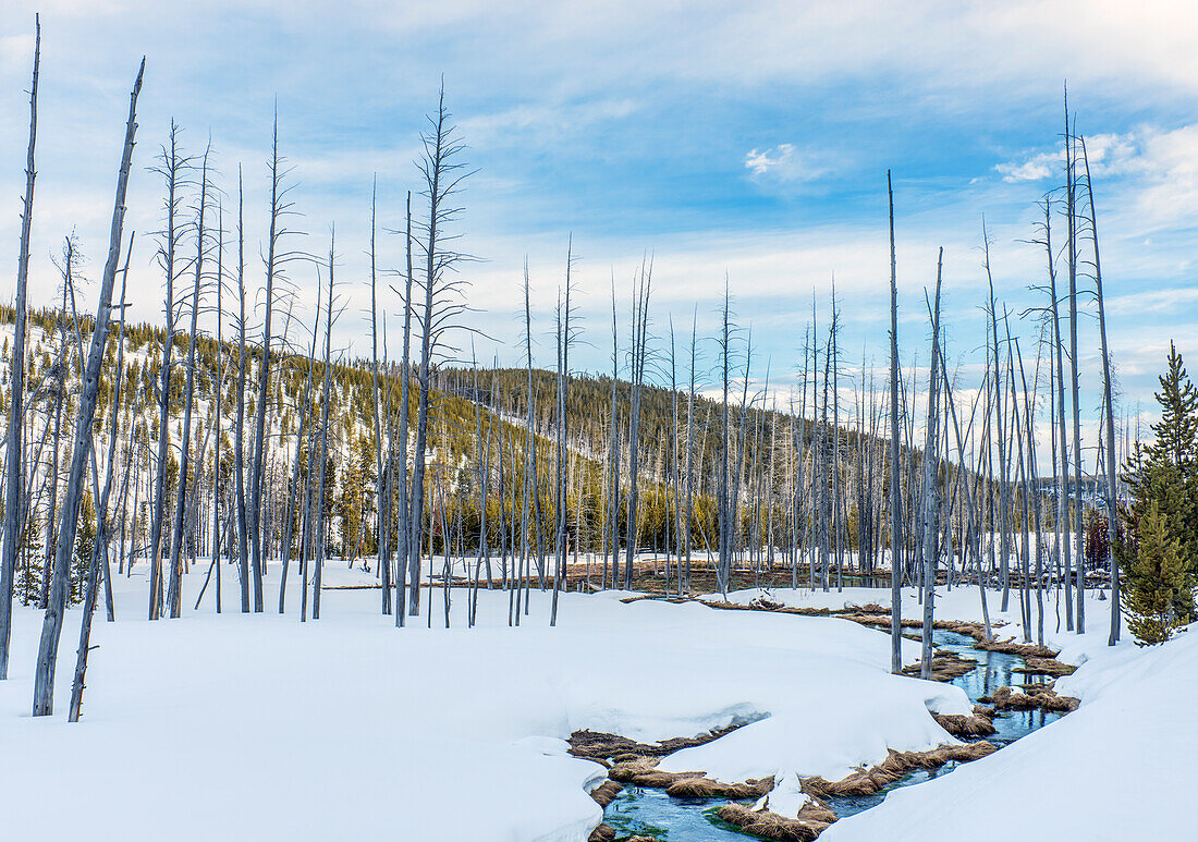 Tote Bäume und Schnee am Obsidian Creek, Pinienwälder, Yellowstone-Nationalpark, USA