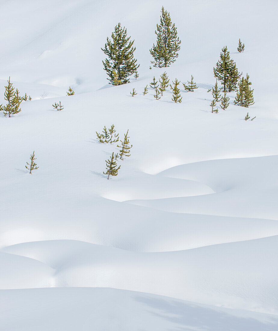 Tiefschnee auf dem Boden im Yellowstone-Nationalpark, Winter.