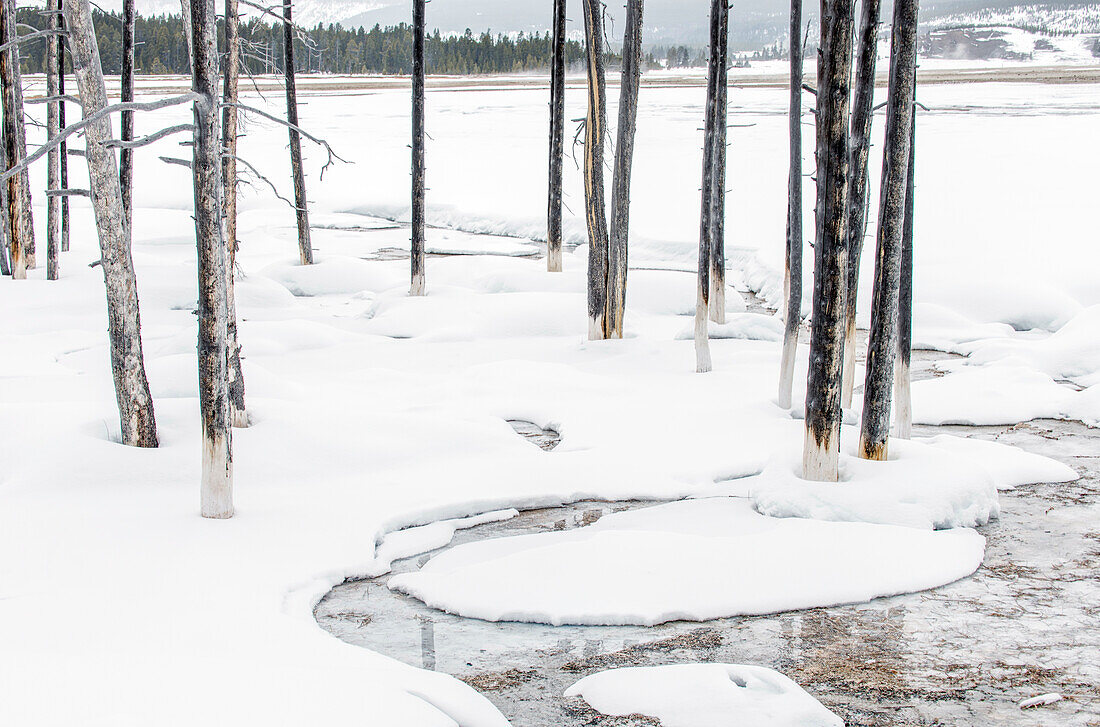 The landscape of Yellowstone national park in winter, a wide river, pine forests and trees in the ice.