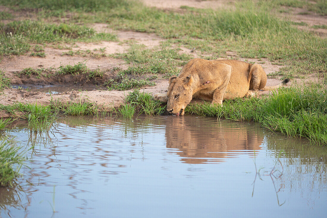A female lion, Panthera leo, crouches down to drink from a waterhole