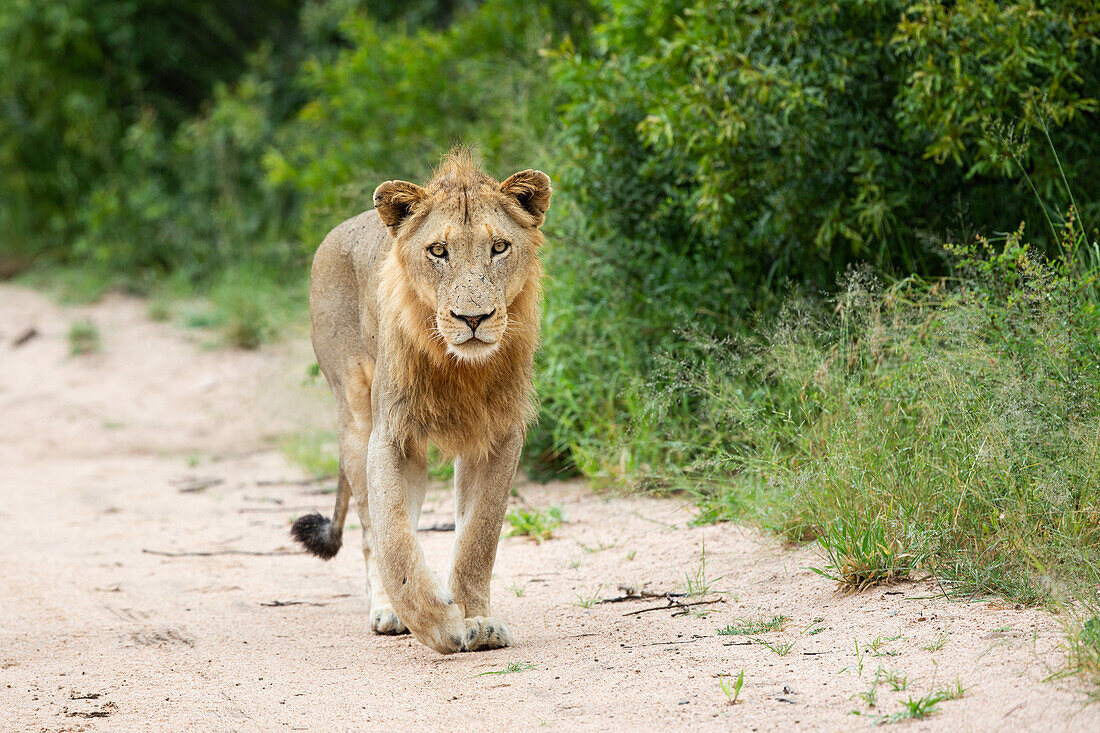 A young male lion, Panthera leo, walks on a sand road towards camera