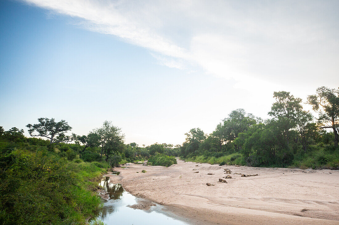 A pride of lions, Panthera leo, lie on a sand river bank