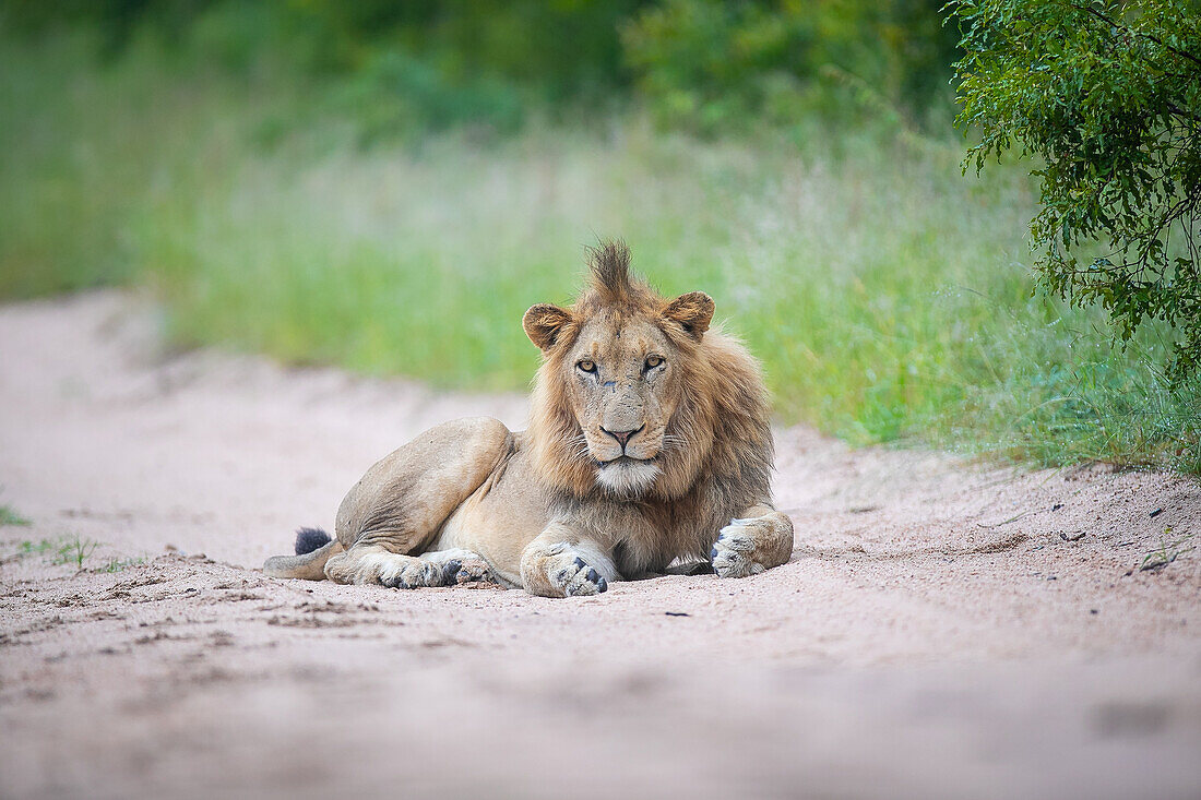 A young male lion, Panthera leo, lies on a sand road, direct gaze