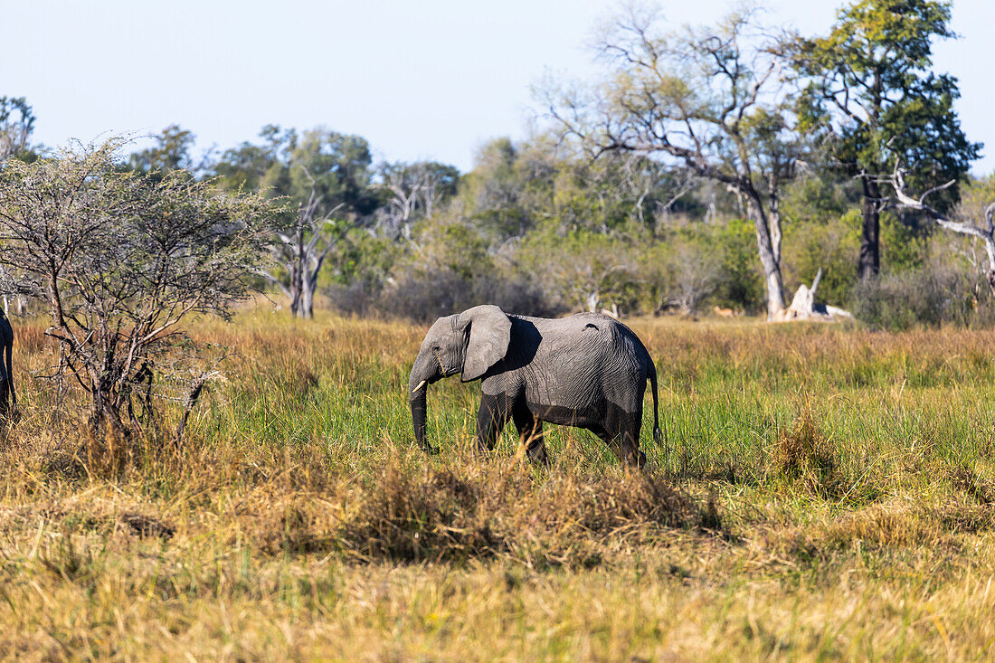 Ein ausgewachsener Elefant, Loxodonta Africanus, waten durch Marschland, Okavango-Delta, Botswana, Afrika