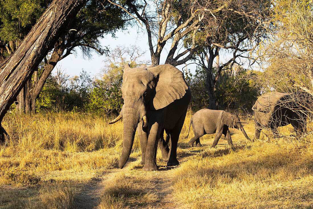 Eine kleine Gruppe von drei Elefanten, Loxodonta africanus, unterschiedlichen Alters, ein Elefantenkalb, Okavango-Delta, Botswana, Afrika