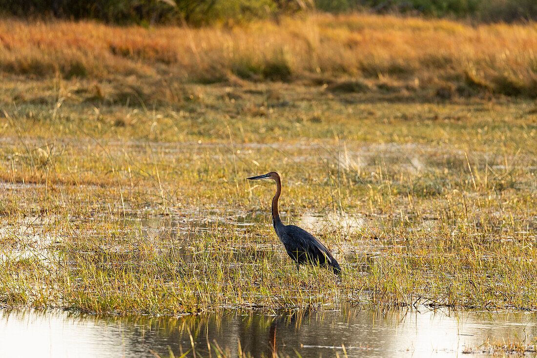 Ein Reiher, der durch Marschland watet, Okavango-Delta, Botswana