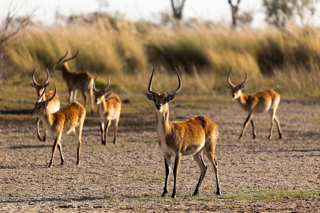 Herd of impala in the early morning, alert heads up, Okavango Delta, Botswana