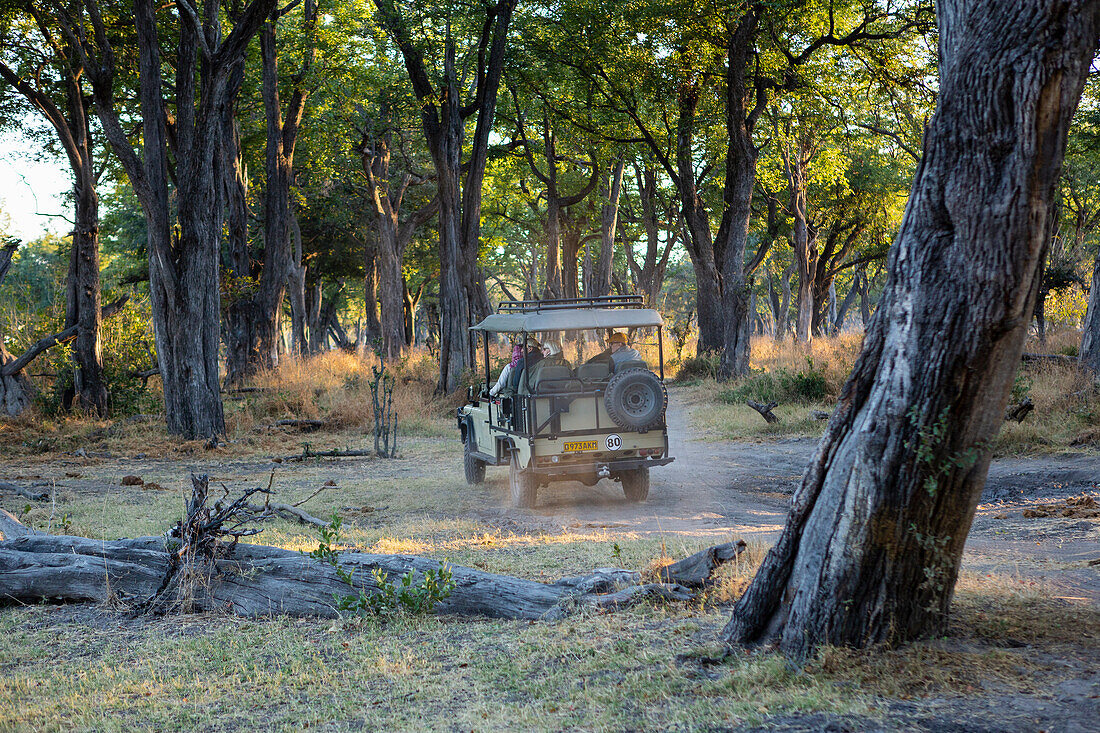 A safari jeep travelling along a pathway through the bush at sunrise, Okavango Delta, Botswana