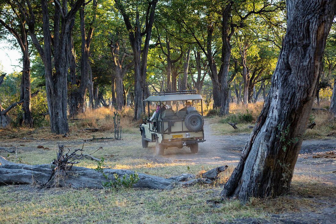 Ein Safari-Jeep, der bei Sonnenaufgang auf einem Weg durch den Busch fährt, Okavango-Delta, Botswana