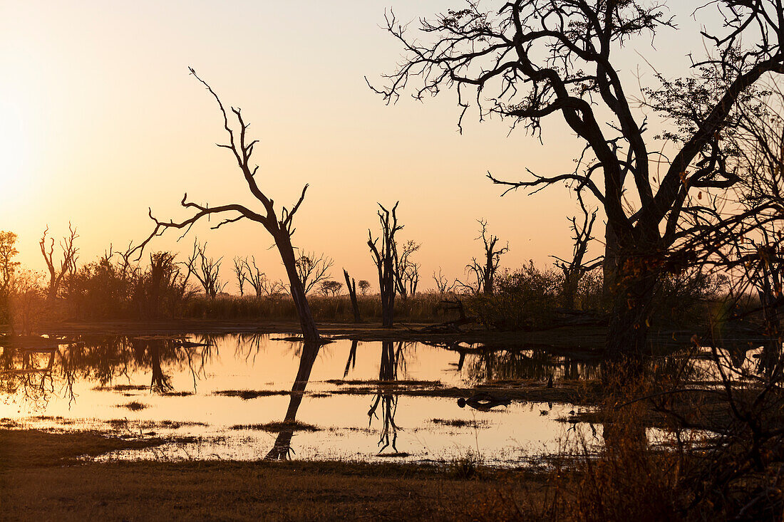 Sunrise over water, silhouettes and reflections in the water surface, Okavango Delta