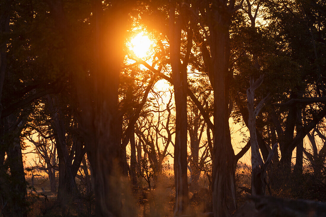 Sonnenaufgang über dem Wasser, Okavango-Delta, Botswana