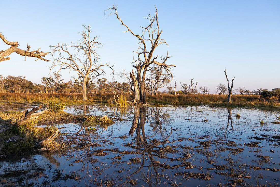 Landscape, wetlands, trees reflected in calm water, Okavango Delta, Botswana