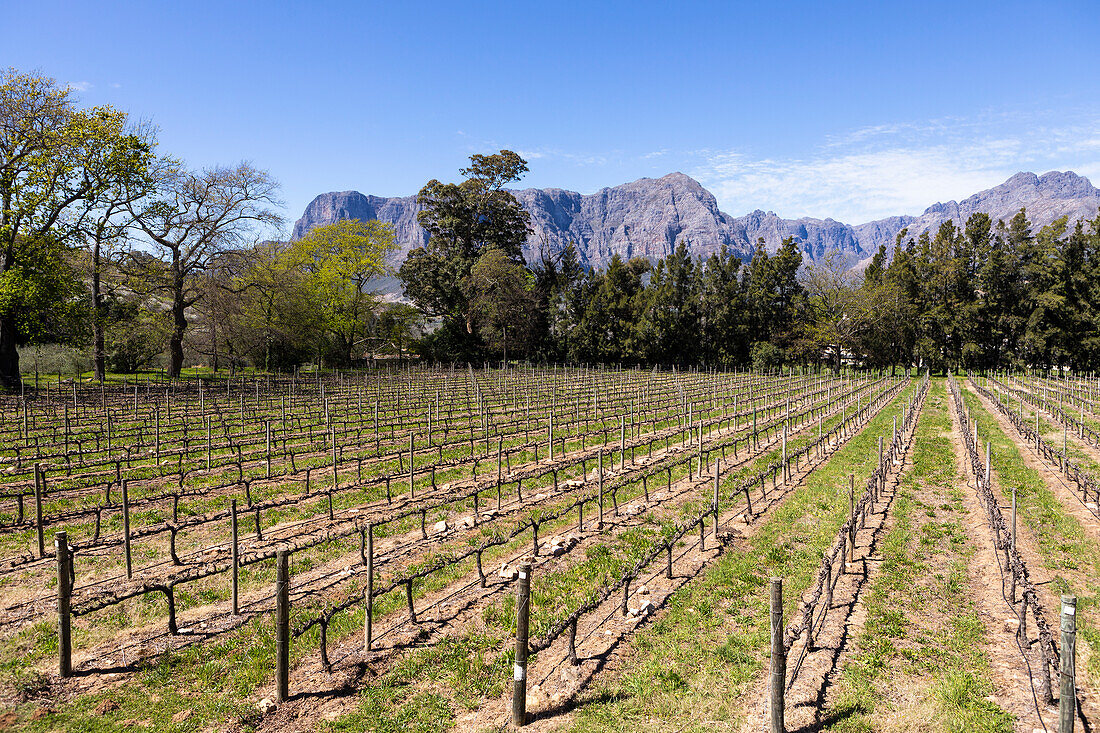 Vineyard, Stellenbosch, Western Cape, South Africa.