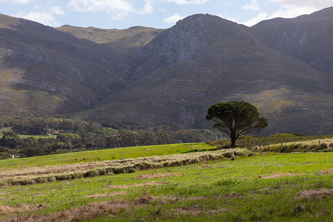 Landschaft, Stanford Valley Guest Farm, Stanford, Western Cape, Südafrika.