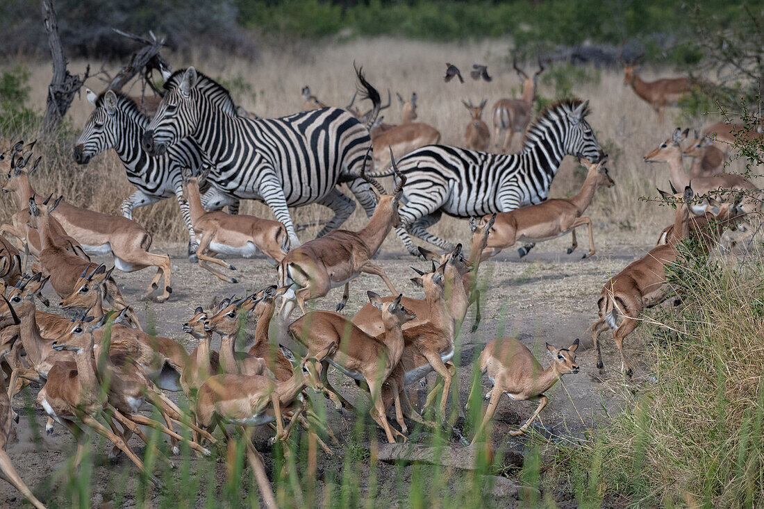 Herde von Impalas und Herde von Zebrastreuung von einer Lichtung