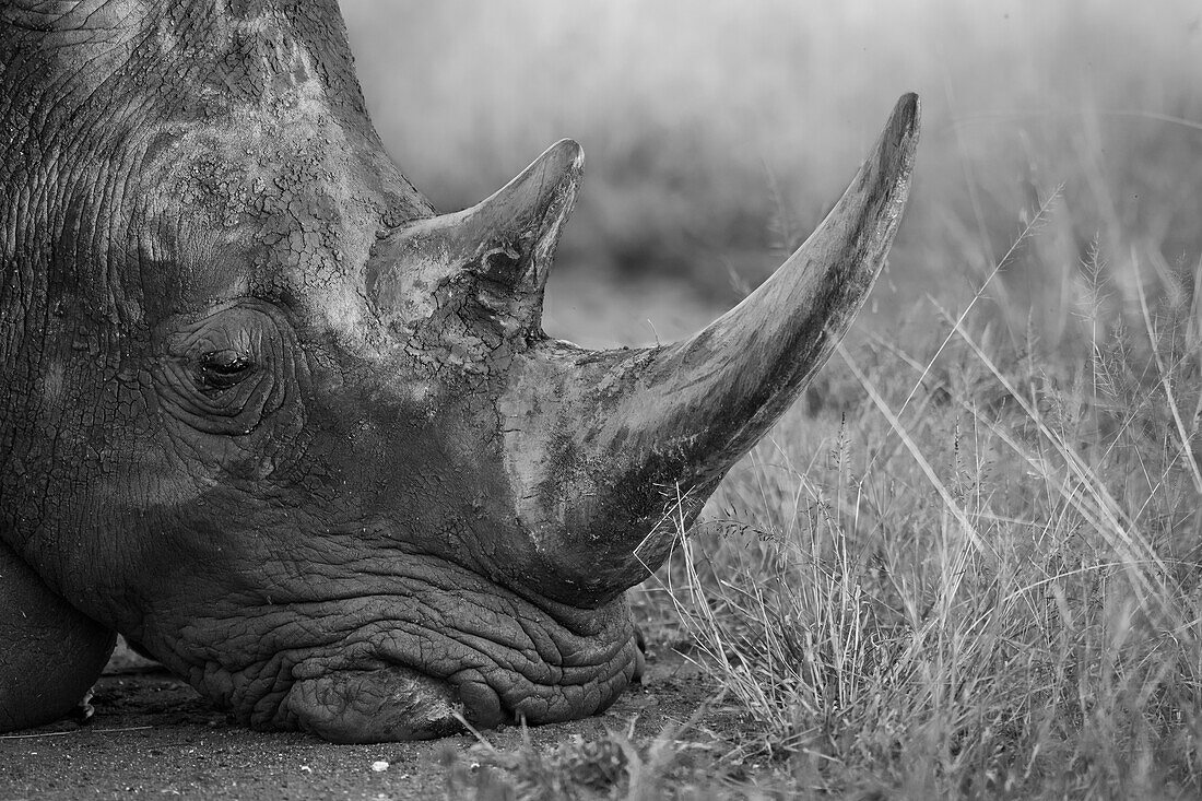 Ein Breitmaulnashorn, Ceratotherium Simum, legt seinen Kopf auf den Boden