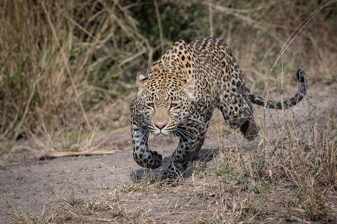 Ein Leopard, Panthera Pardus, Stiele mit schlammigen Beinen