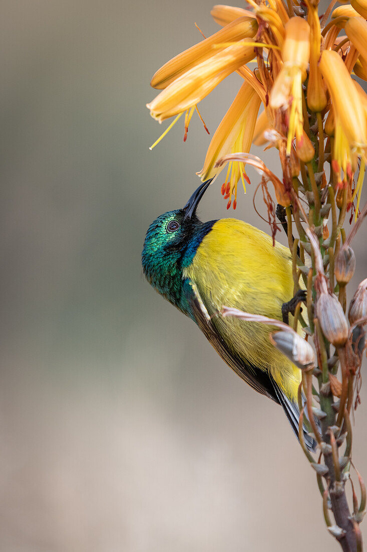 Halsband-Sonnenvogel, Hedydipna Collaris, auf einer Aloe