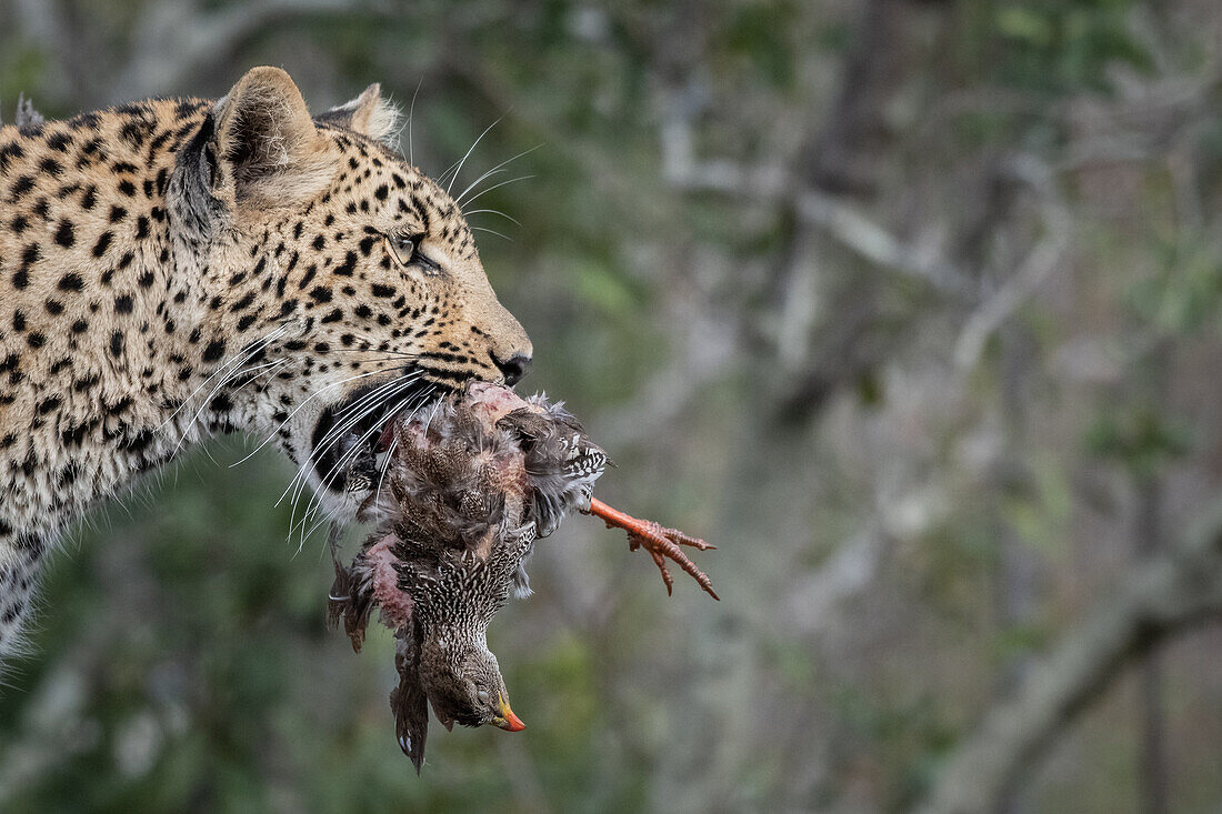 A leopard, Panthera pardus, holds a dead spurfowl in its mouth, Pternistis natalensis