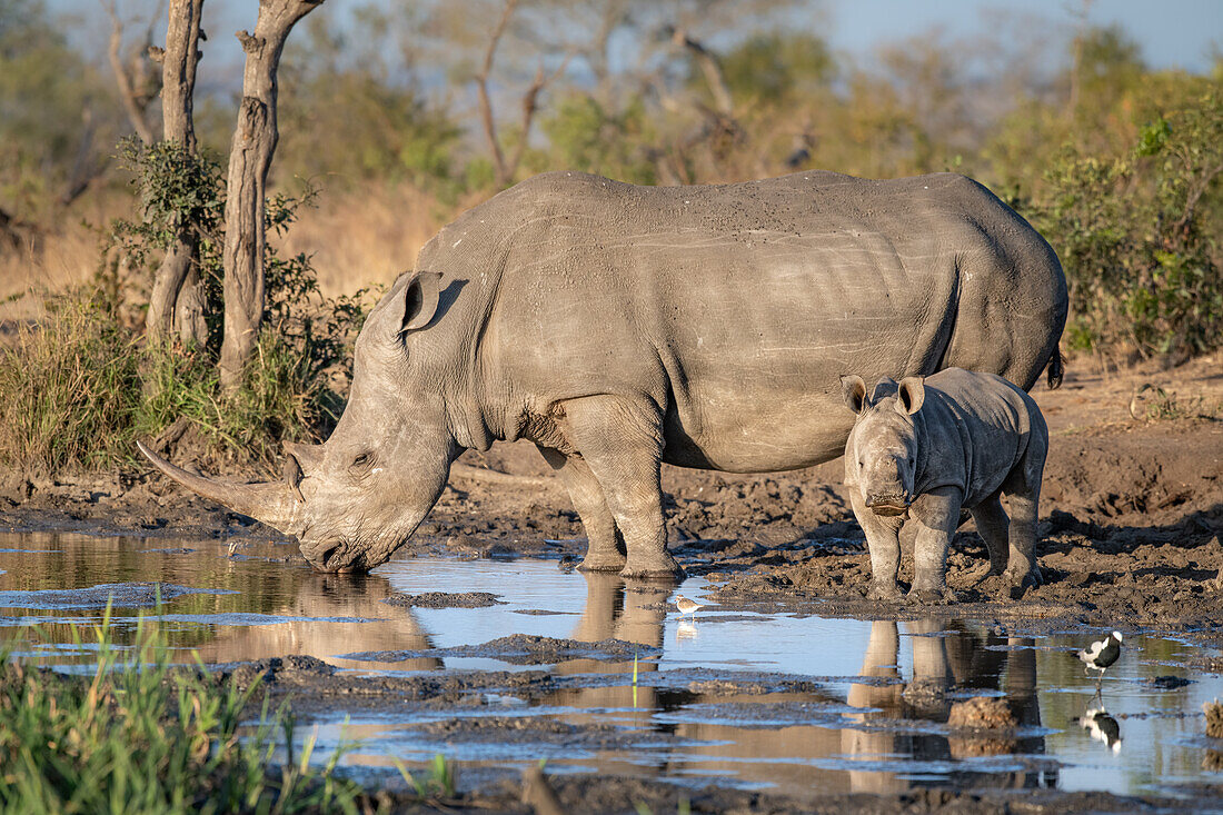 Ein weißes Nashorn und Kalb, Ceratotherium simum, trinken an einer Wasserstelle