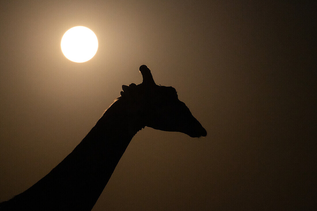 The silhoutte of a giraffe, Giraffa camelopardalis giraffa, sun in background