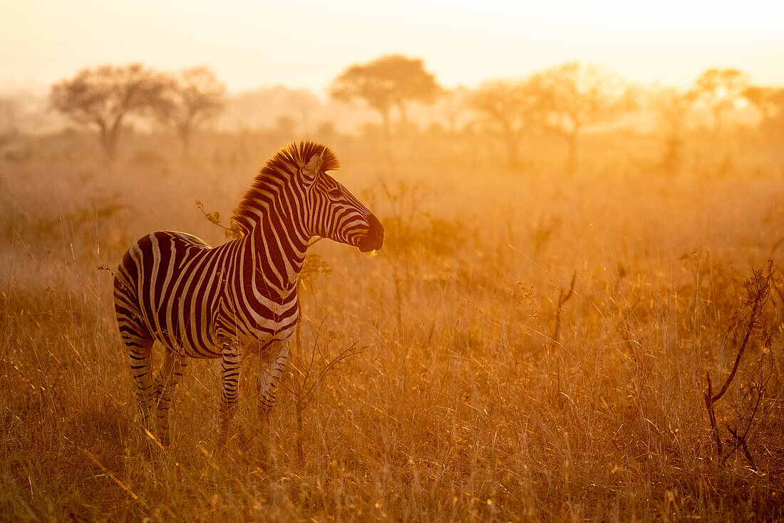 A zebra, Equus quagga, stands with a sunset in the background