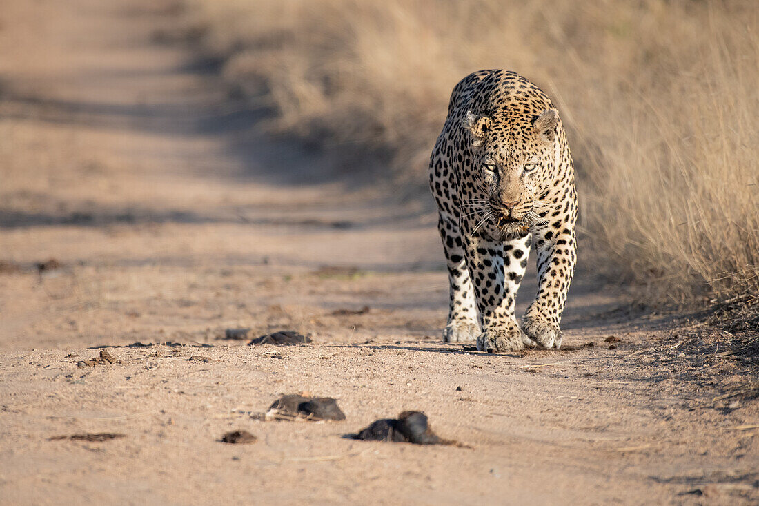 A leopard, Panthera pardus, walks along a sand road