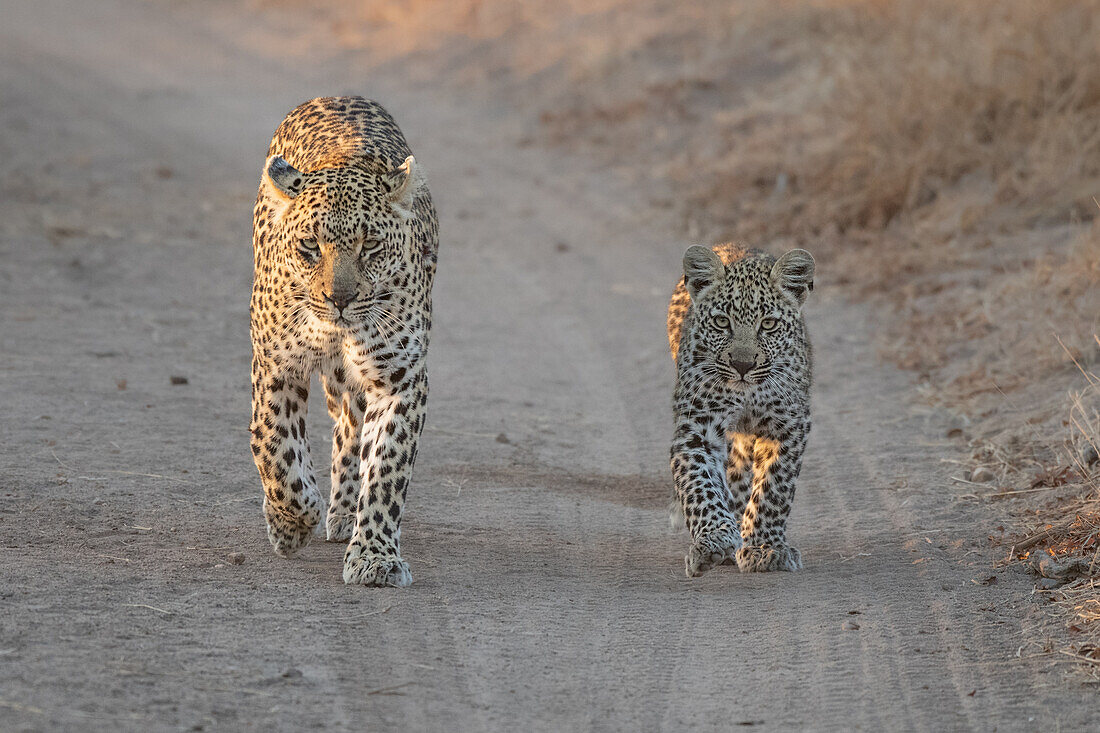 Eine Leopardenmutter und mit Jungtier, Panthera pardus, laufen einen Sandweg entlang