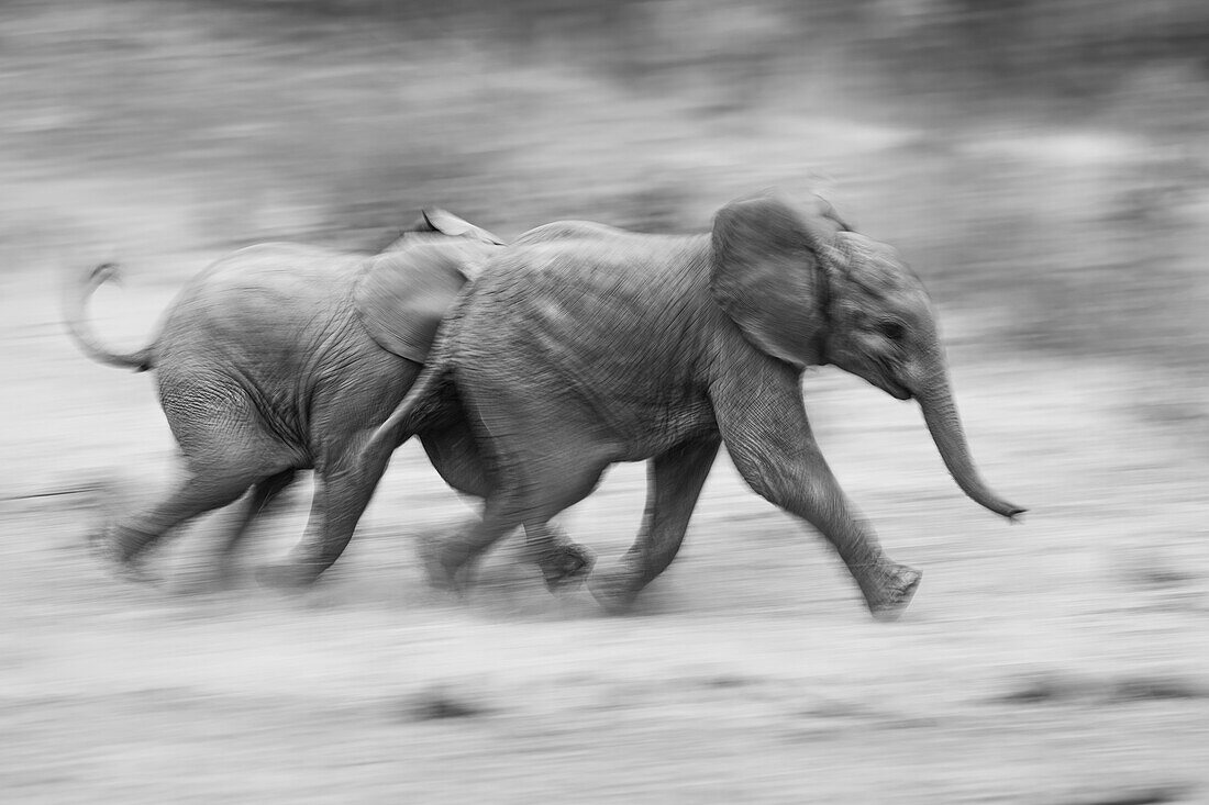 Two elephant calves, Loxodonta Africana, run together, motion blur,