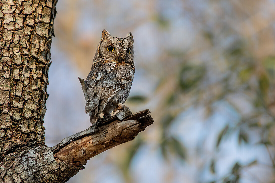 African Scops Owl, Otus senegalensis, perches on a tree