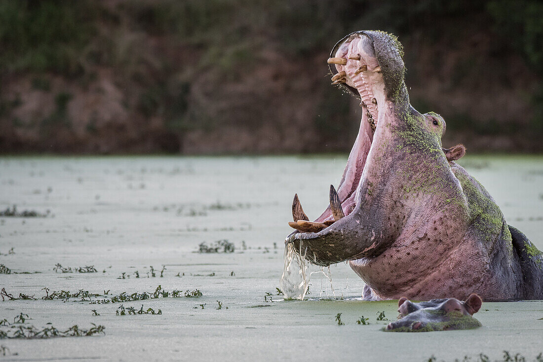 Ein Nilpferd, Hippopotamus amphibius, gähnt in einem grünen Wasserloch