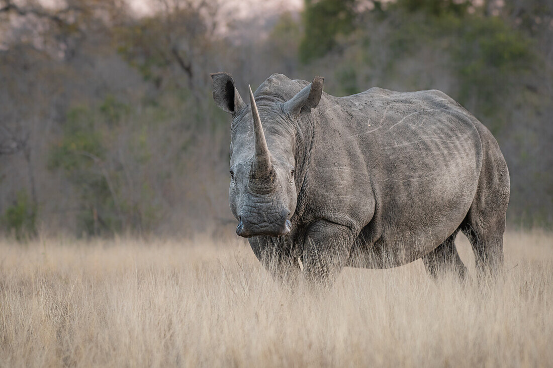 A white rhino, Ceratotherium simum, stands in long dry grass