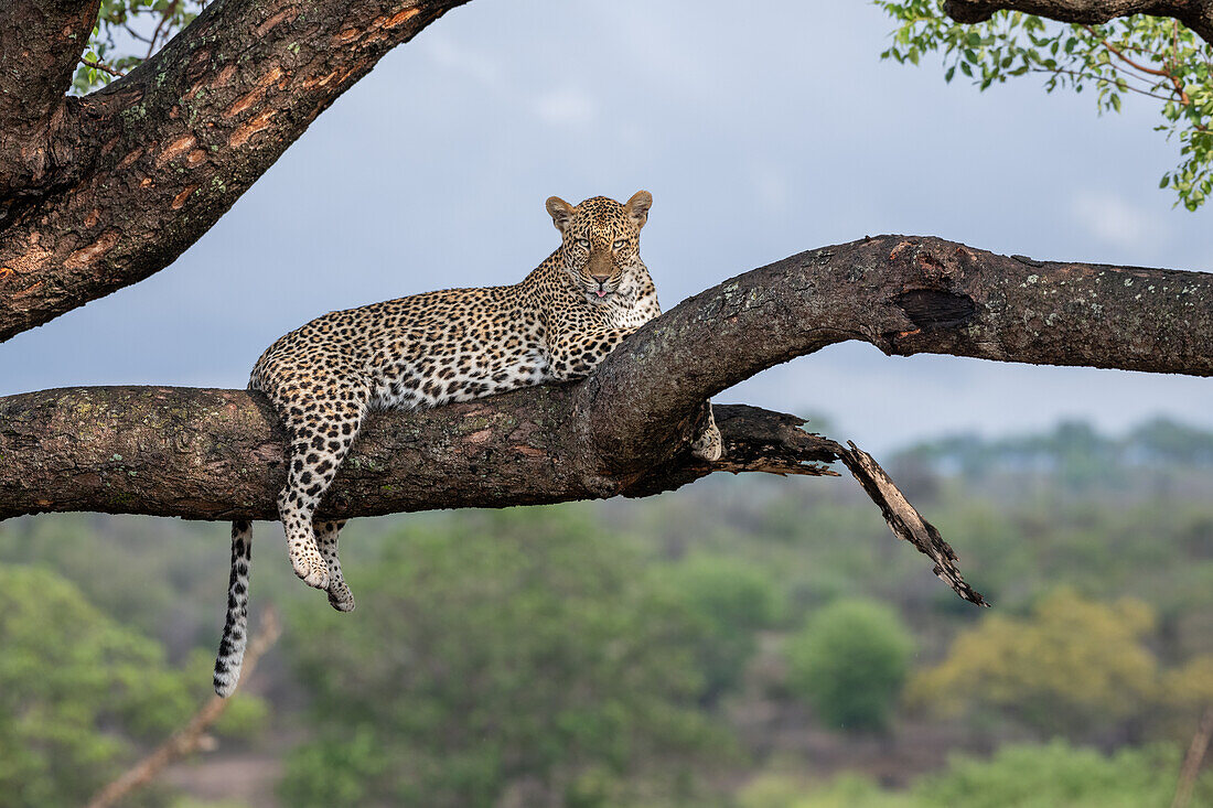 A leopard, Panthera pardus, lies on a branch in a tree