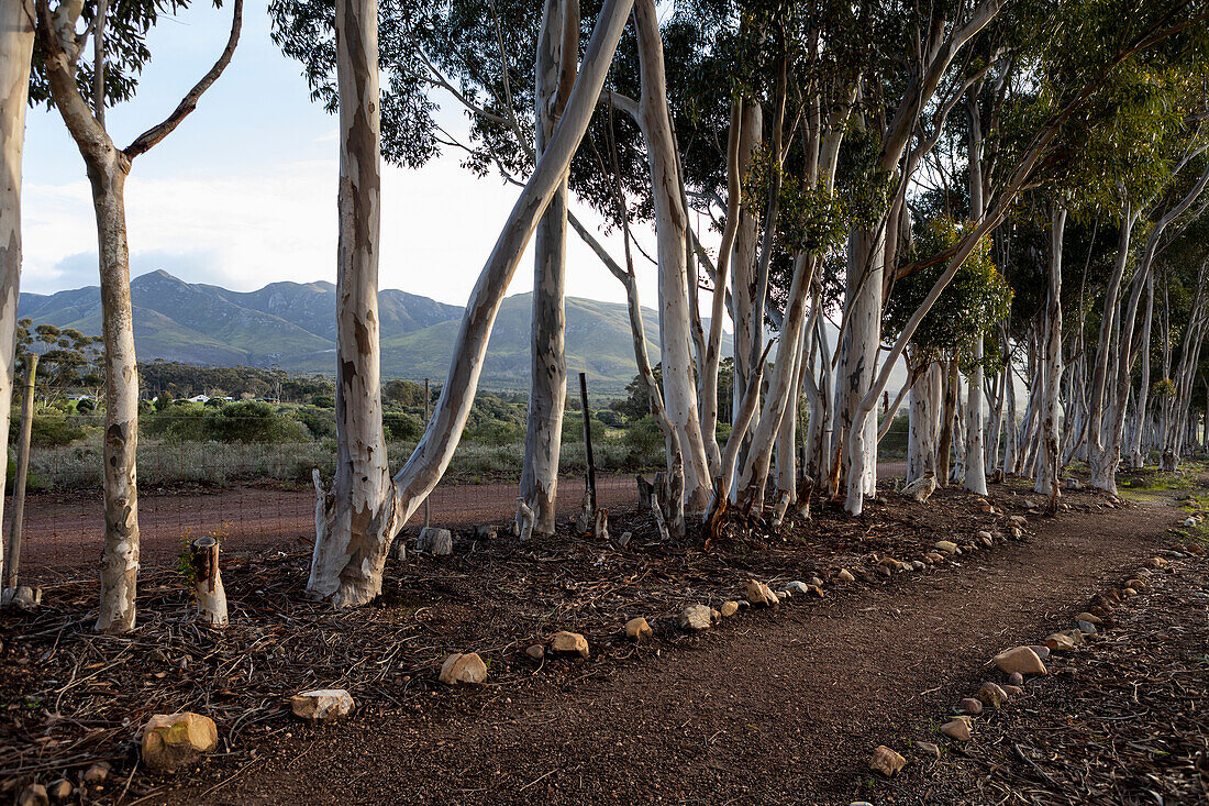 Nature reserve and walking trail, a path through mature blue gum trees and a mountain view, early morning, Stanford Walking Trail, South Africa