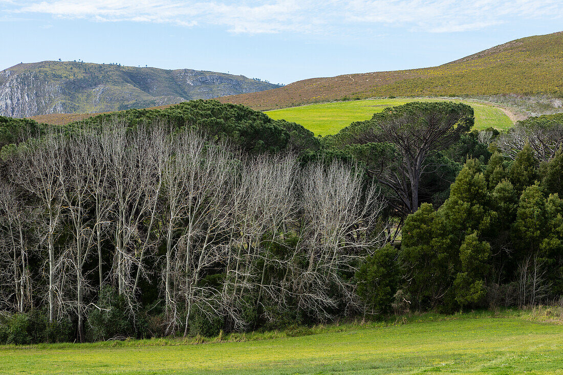 Landscape in a flat plain and view to the Klein mountains, Stanford, South Africa