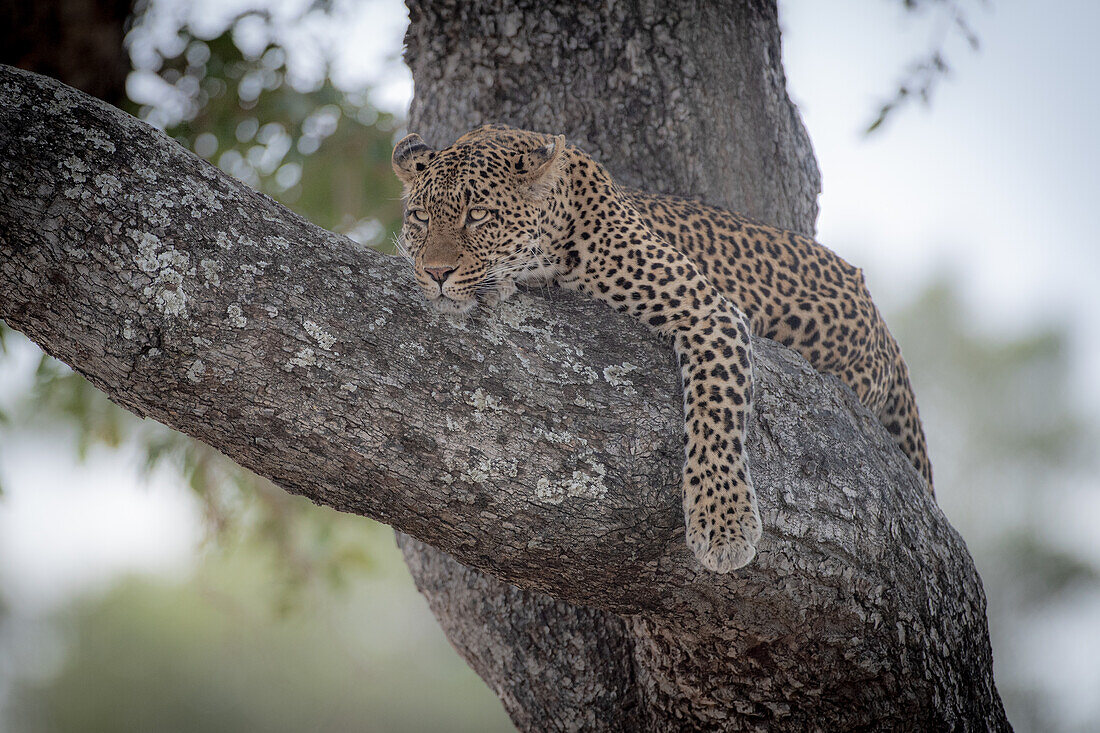 A leopard, Panthera pardus, lies on a tree branch, looking out of frame