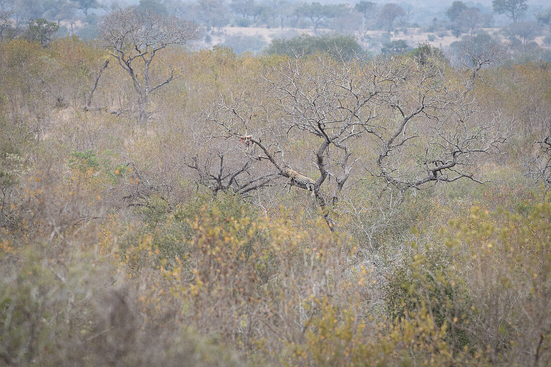 Landschaft mit Gummi Arabicum-Bäumen, Acacia senegal