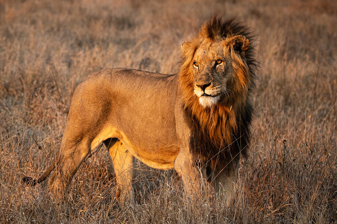 A male lion, Panthera leo, stands in a clearing in the sun, looking out of frame