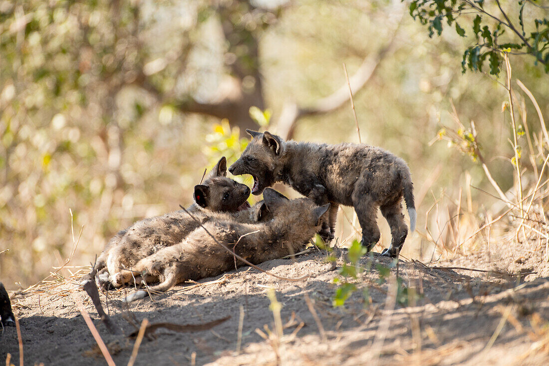 Wild dog puppies, Lycaon pictus, playing near their den