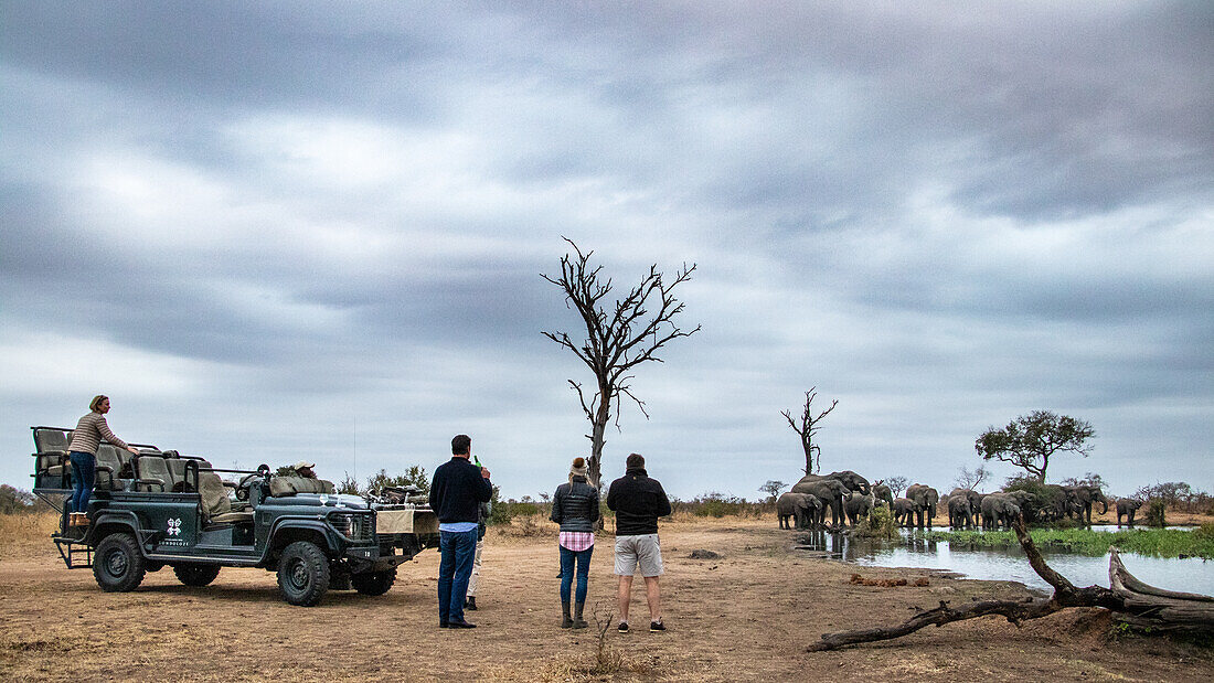 Trinkpause an einem Wasserloch an einem Wasserloch und Beobachtung einer Herde afrikanischer Elefanten, Loxodonta africana