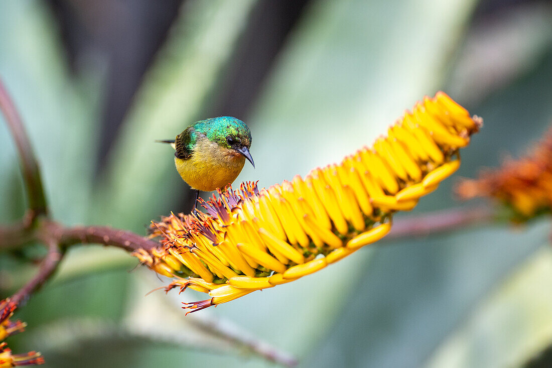 Ein Halsband-Sonnenvogel, Hedydipna collaris, sitzt auf einer Aloe-Blume