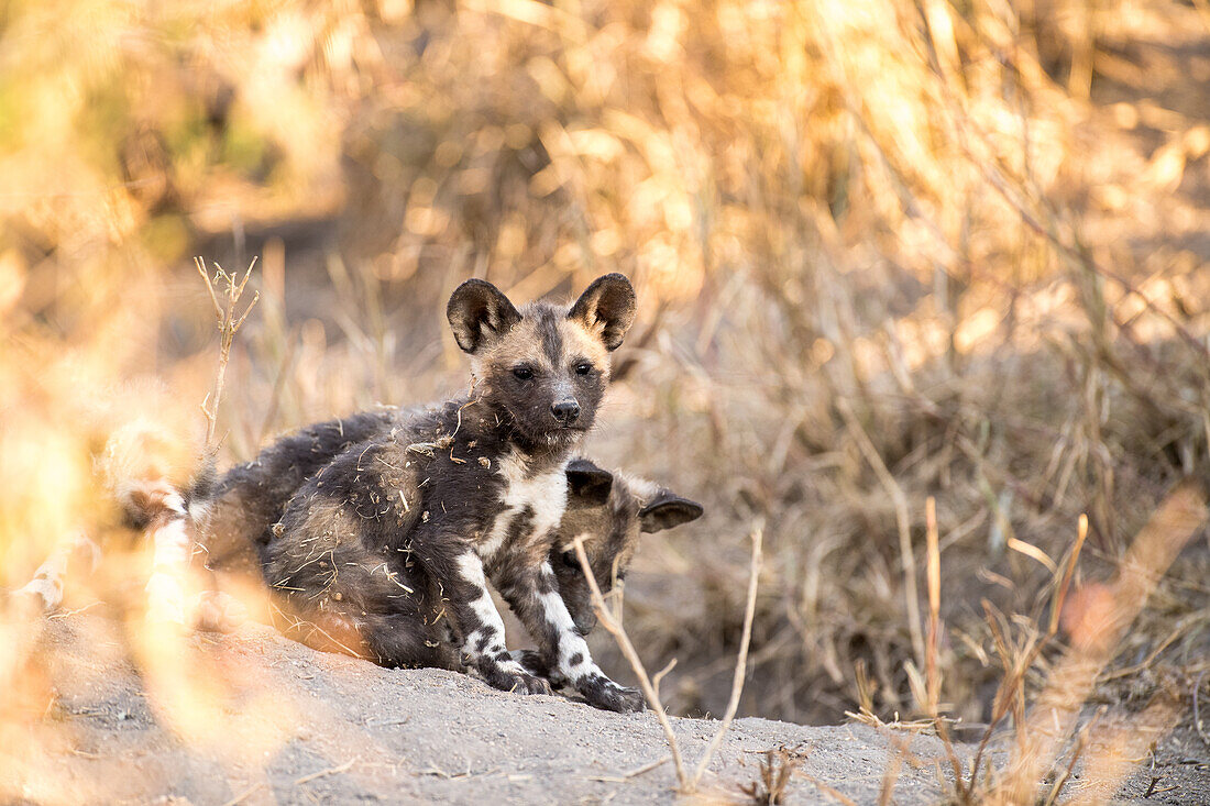 Wild dog puppies, Lycaon pictus, near their den