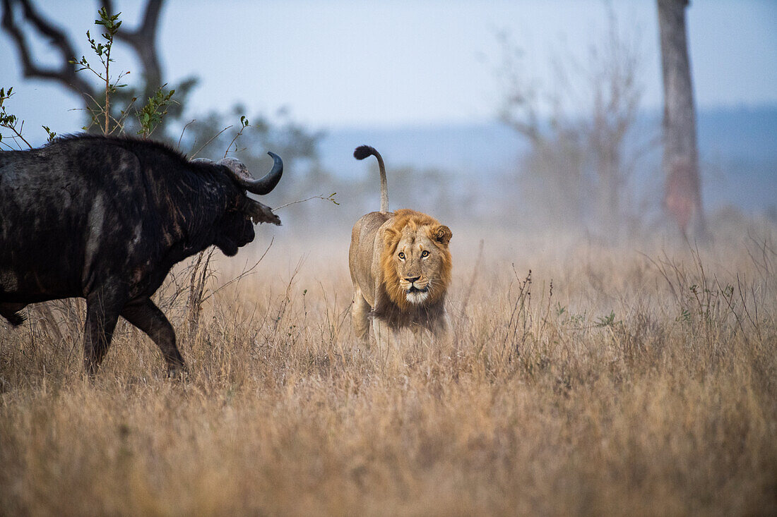 Ein männlicher Löwe, Panthera leo, jagt nach einem Büffel, Syncerus caffer