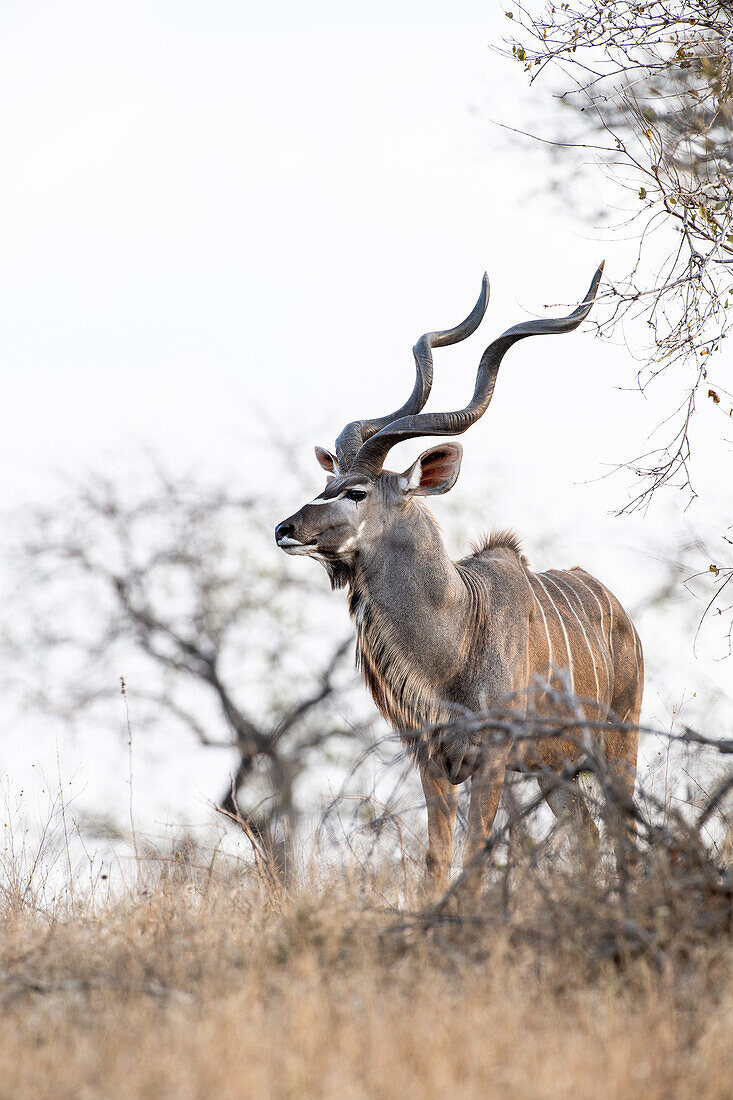 Ein Kudu-Stier, Tragelaphus Strepsiceros, steht inmitten von trockenem Gras und Zweigen
